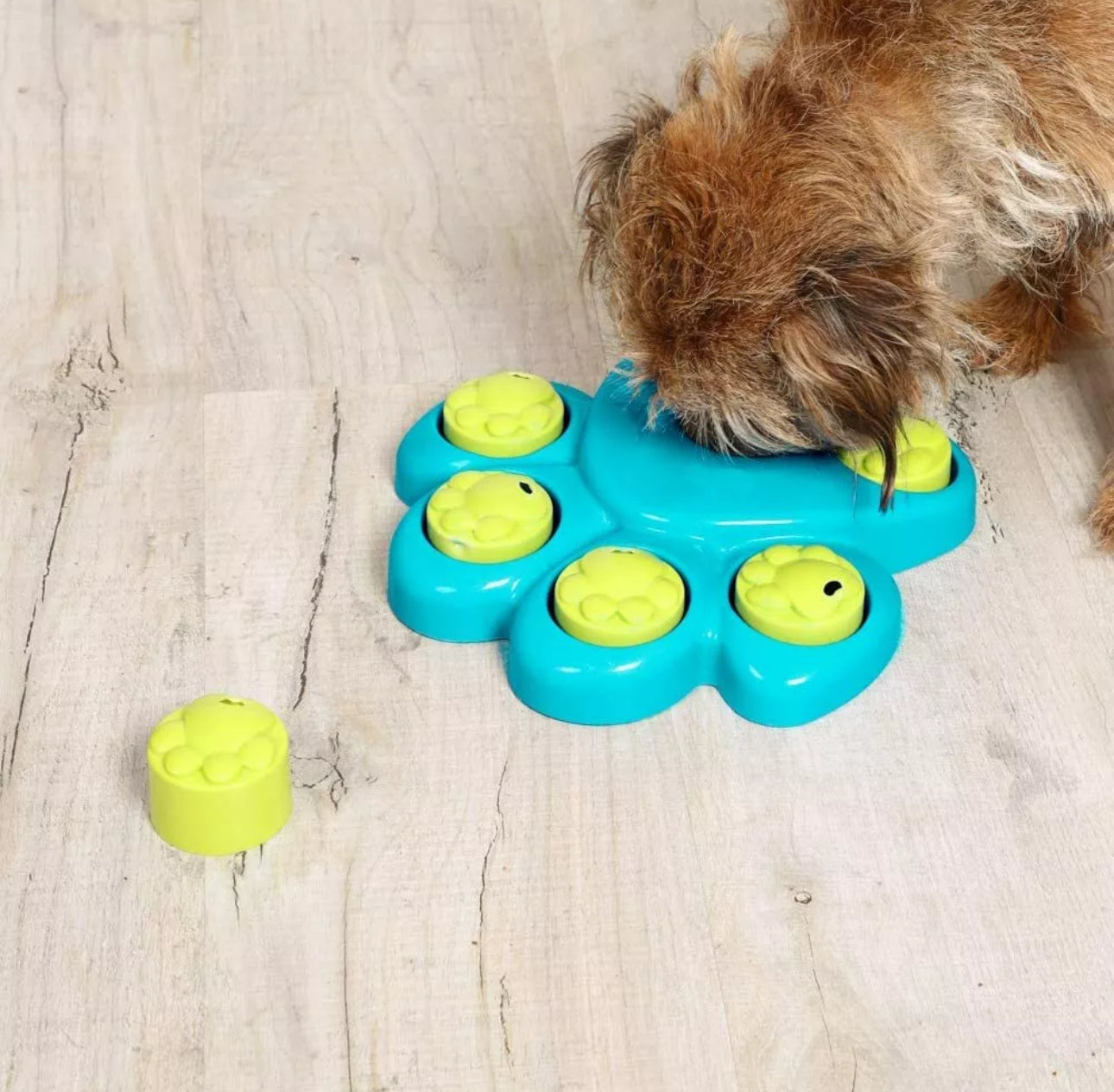 Dog Treat Puzzle