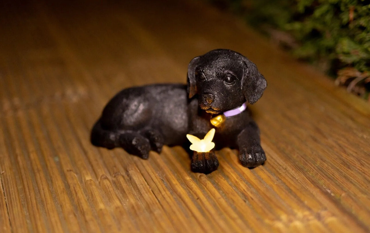 Solar Black Puppy With Butterfly