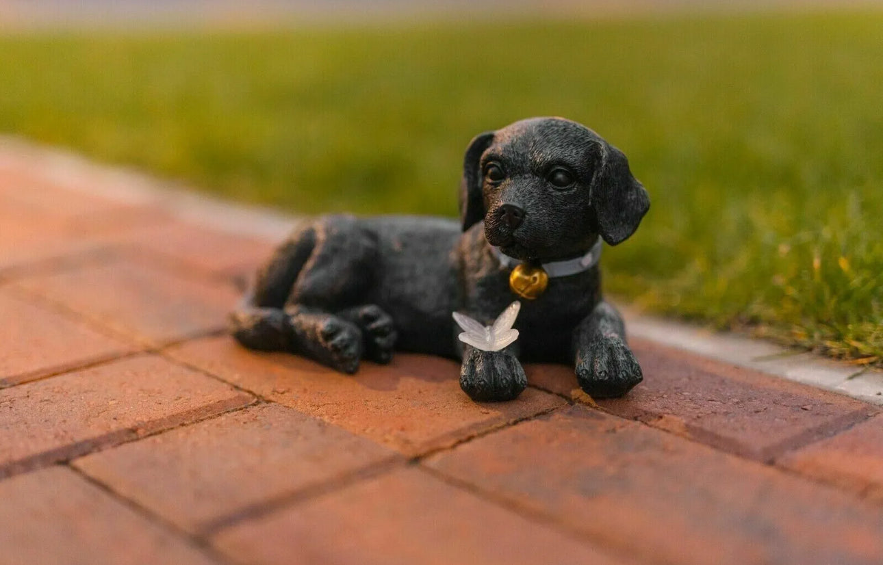 Solar Black Puppy With Butterfly