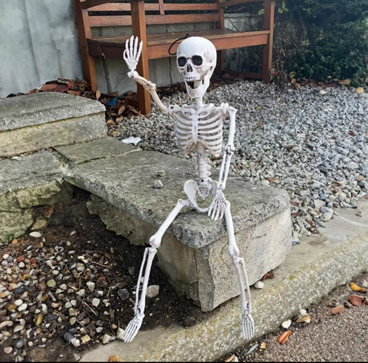 64cm Pose-able Life Like Skeleton