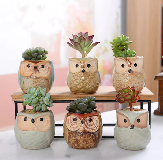 6pcs Mini Ceramic Owl Plant Pots With Bamboo Stand