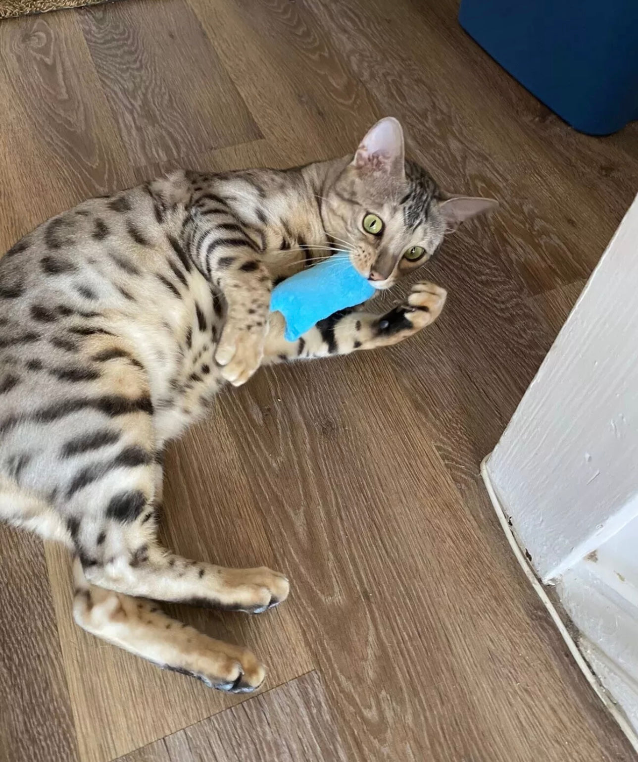 2pc Catnip Filled Chew Toy