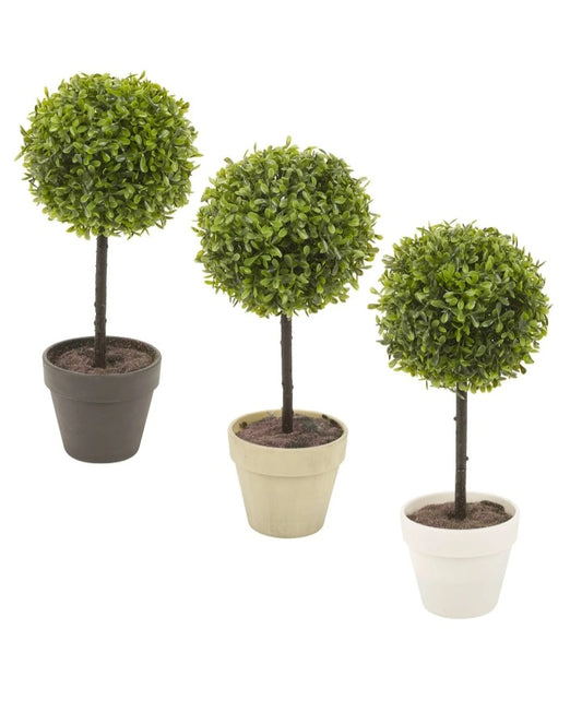 2x Potted Buxus Box Ball Plant