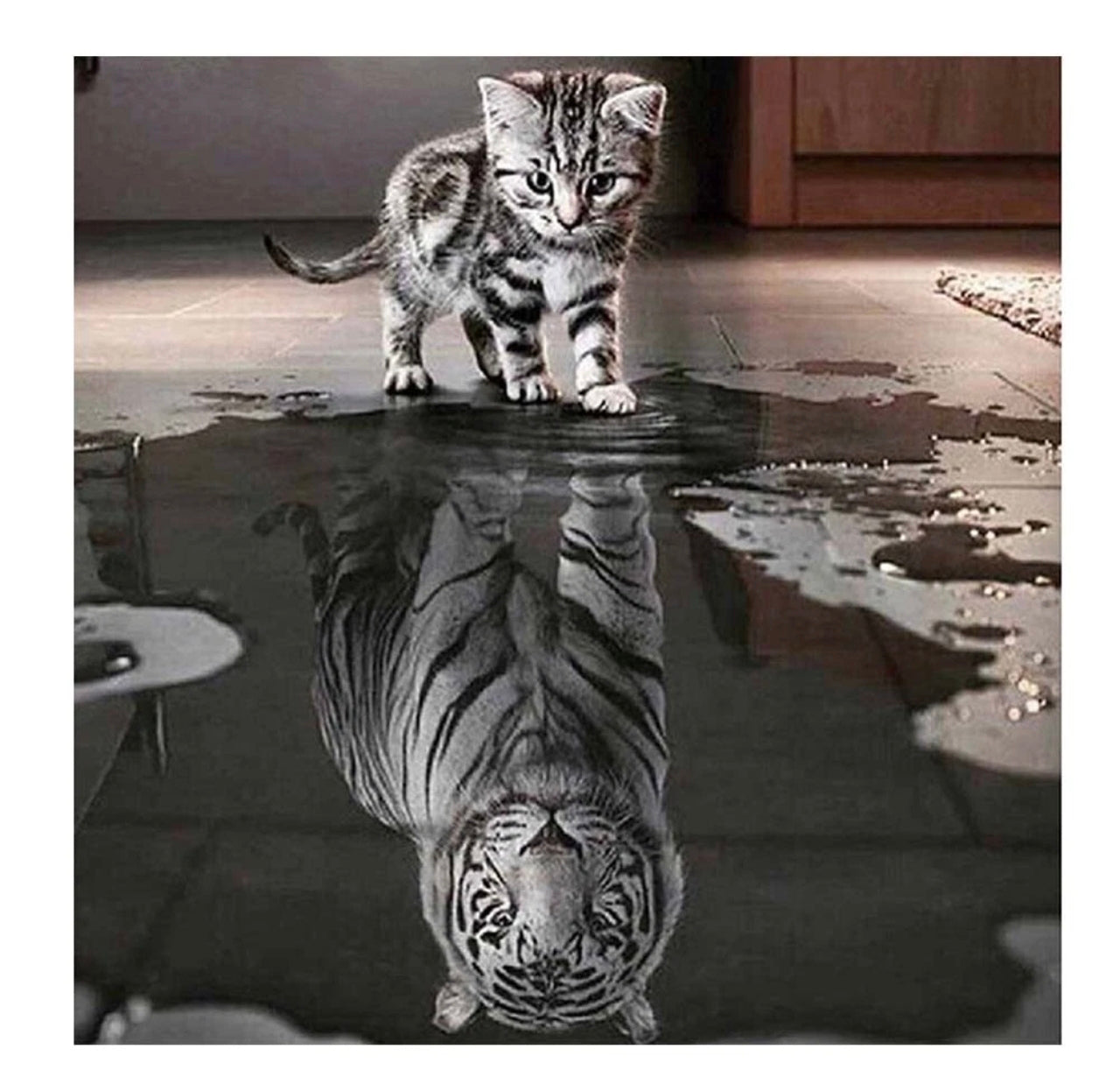 Cat Vs Tiger Reflection Diamond Art